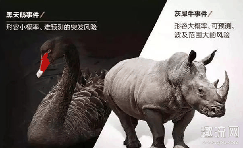 黑天鹅事件什么意思 灰犀牛和黑天鹅指什么，区别是什么