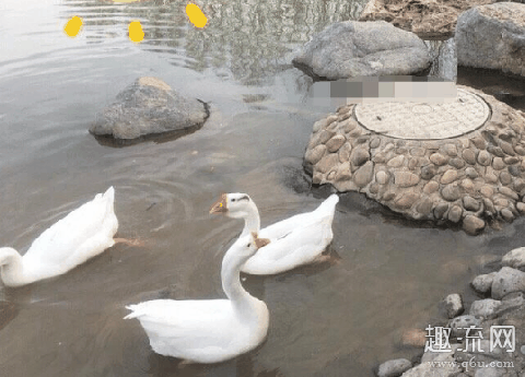 八组是豆瓣哪个组 八组的队名和口号大全