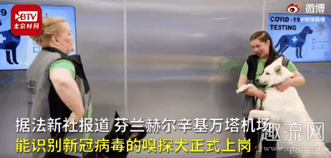 新冠病毒嗅探犬检测准确率高吗 嗅探犬检测新冠病毒自己会被感染吗