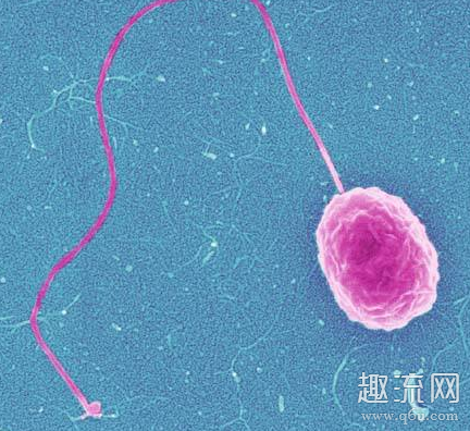 副溶血性弧菌中毒的主要食物是 副溶血性弧菌又称为嗜盐菌
