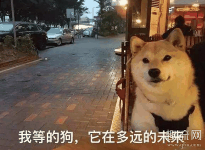 此时内心肯潮牌汇潮牌网定会不好受（七夕单身狗发的搞笑朋友圈2020 七夕单身狗表情包）