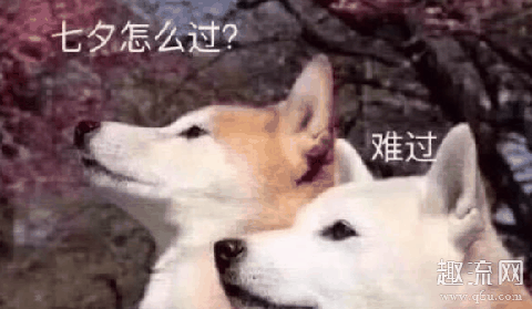 七夕单身狗发的搞笑朋友圈2020 七夕单身狗表情包
