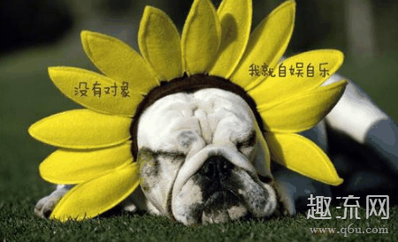 单身狗如何反击秀恩爱 单身狗如何自我安慰