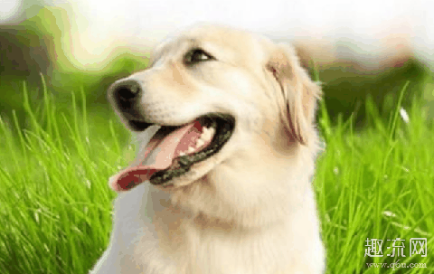 夏天要怎么给狗狗避暑,可不可以给狗狗剃毛降温?