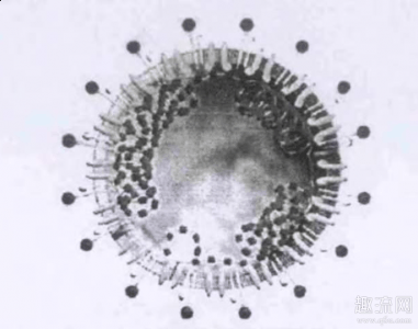 刘说：“如果这东西里含有某潮牌种与我们所知的生命不同的生物分子（新型冠状病毒来自太空是真的吗 新型冠状病毒是从太空来的吗）