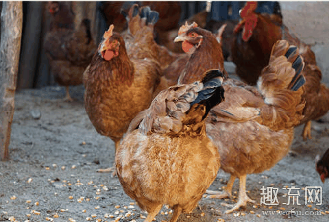 牛蛙可以养殖食用 除了牛蛙还有什么品种可以养殖
