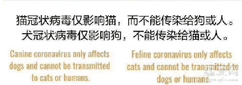 香港宠物狗检测呈弱阳性是怎么回事 宠物会传染给人新冠肺炎吗