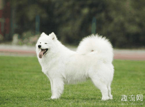 有宠物感染新冠状病毒吗 宠物如何预防新型冠状病毒