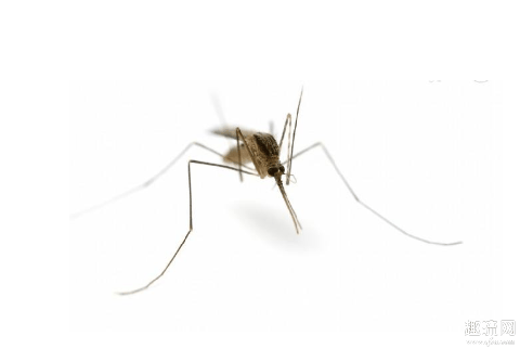 蚊子会传播新型冠状病毒吗 蚊子会传播哪些病毒