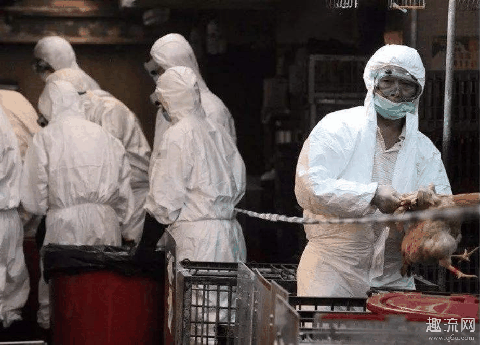 湖南禽流感h5n1传染人吗 h5n1有人感染吗