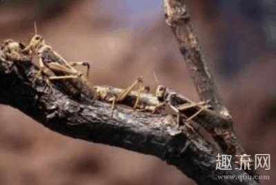 发现群居蝗虫的大潮牌商城脑比独居蝗虫大了30%（蝗灾怎么形成的 蝗虫和蚂蚱的区别）