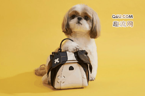 TOD’S与Mr. Bags推出萌犬双肩包在哪买 TOD’S与Mr. Bags萌犬双肩包好看吗