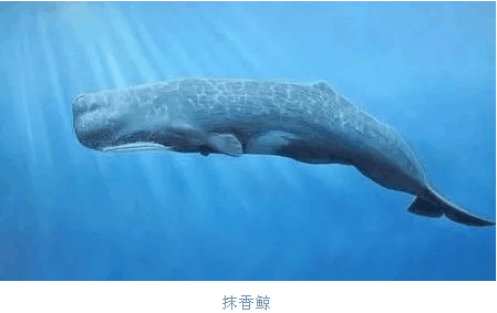 情欲香水有用吗 闻了会兴奋的香水推荐